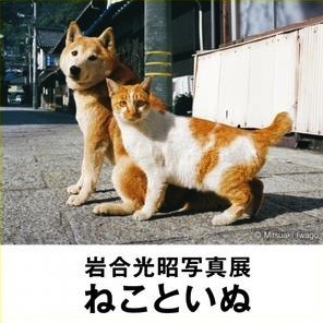 岩合光昭写真展 ねこといぬ 岩合光昭写真展 ねこといぬ