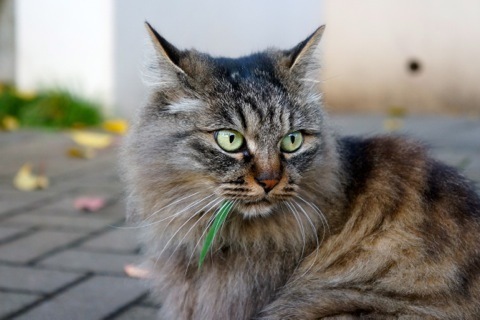 mofusand 黒仔猫にゃんBIGぬいぐるみ | 商品紹介 | 株式会社