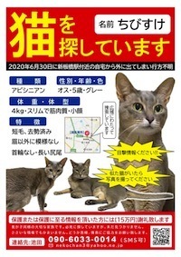 猫を探しています 猫を探しています
